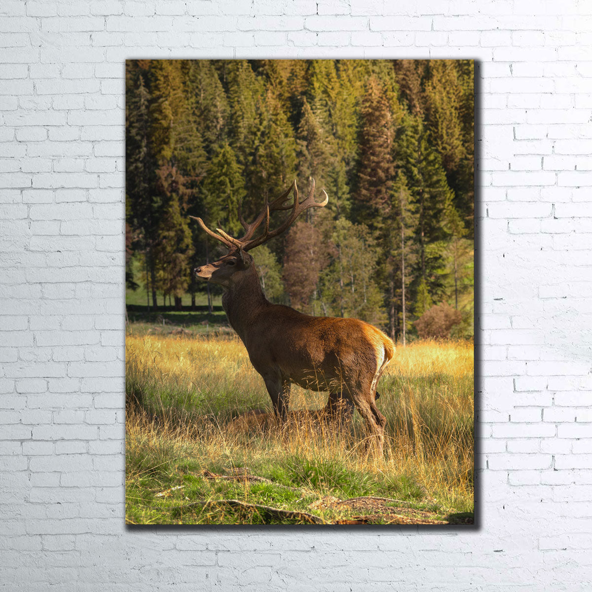 Deer Wall Art
