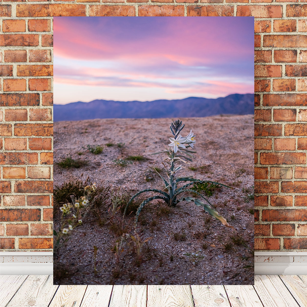 Desert Wild Flowers Wall Art