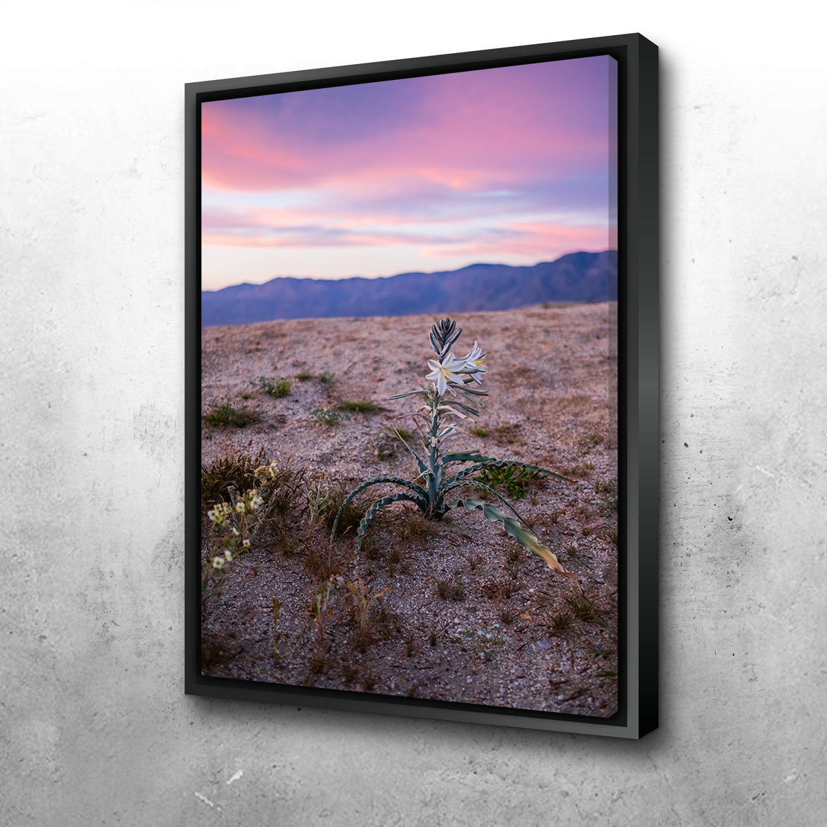 Desert Wild Flowers Wall Art