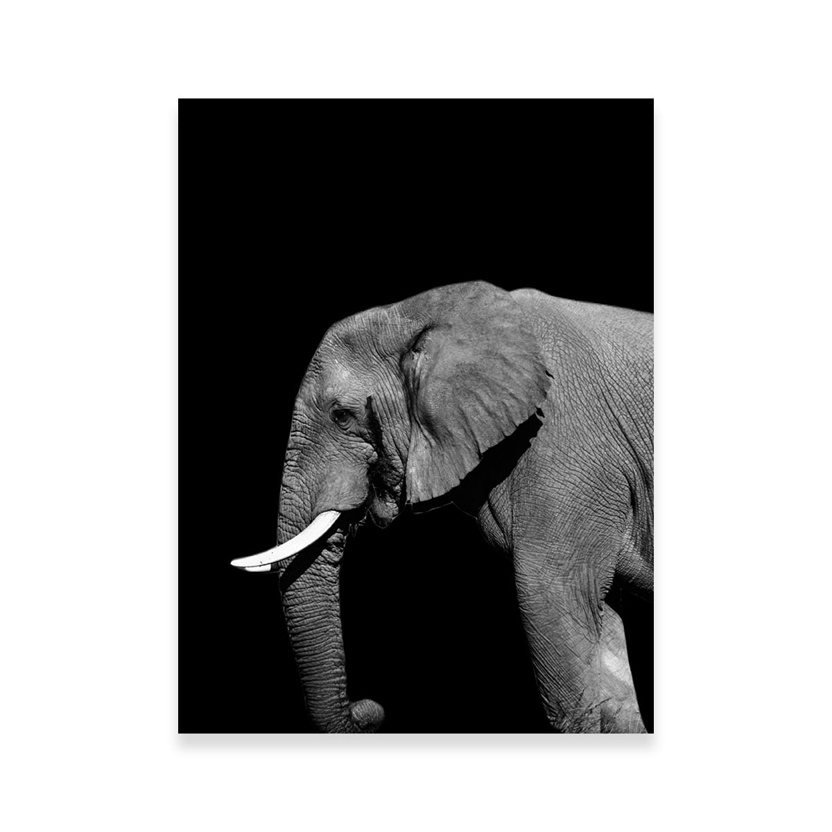 Elephant Wall Art
