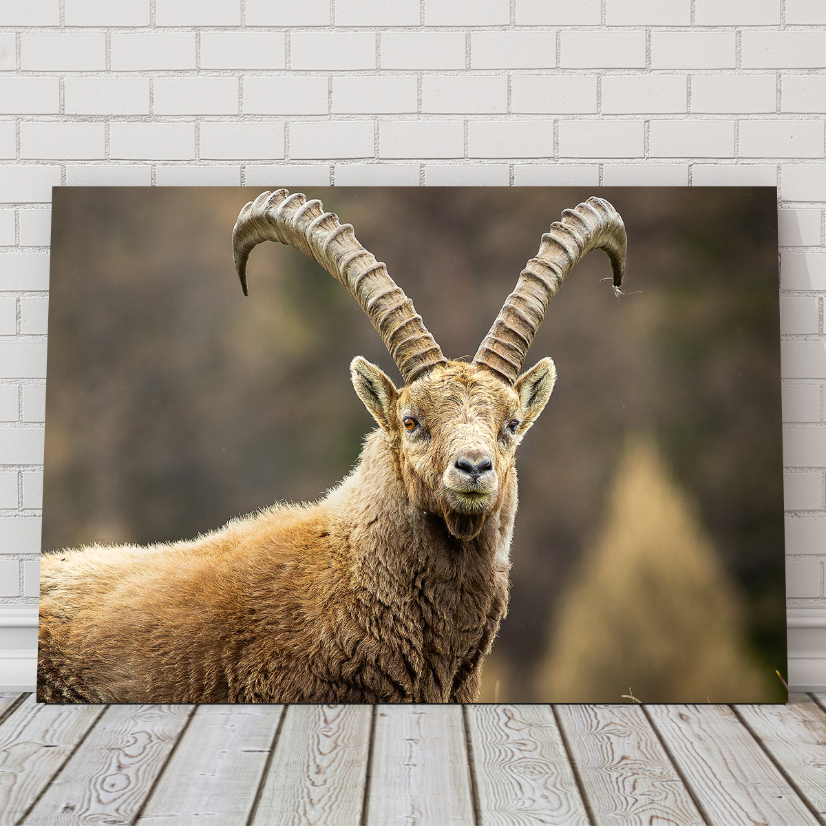 Face à Face Wall Art