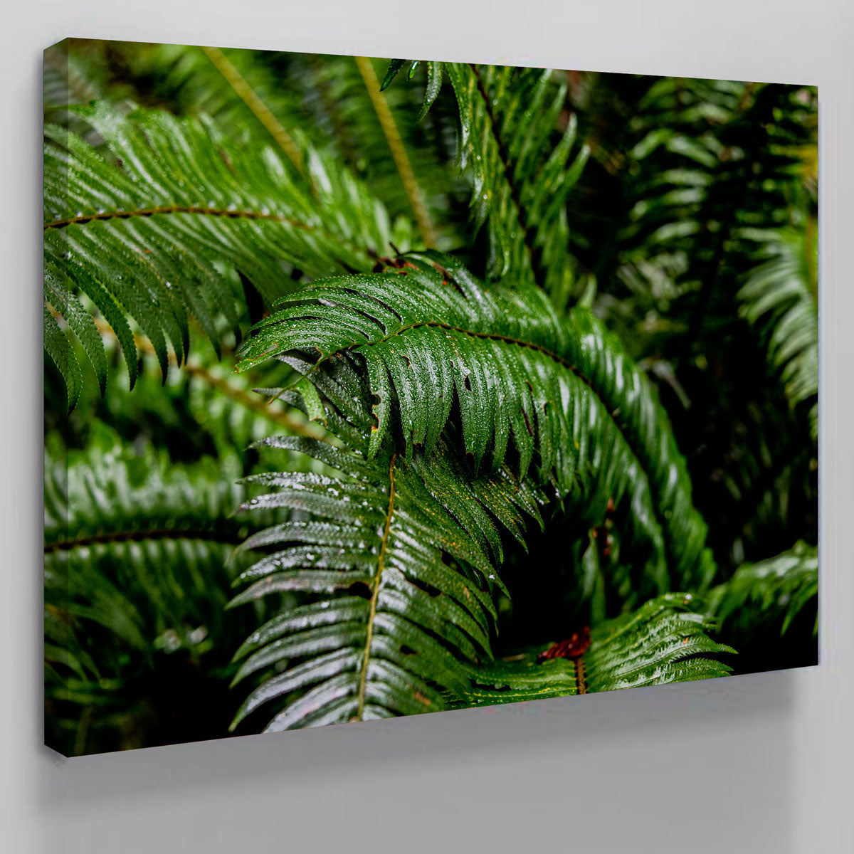 Fern Leaves Wall Art