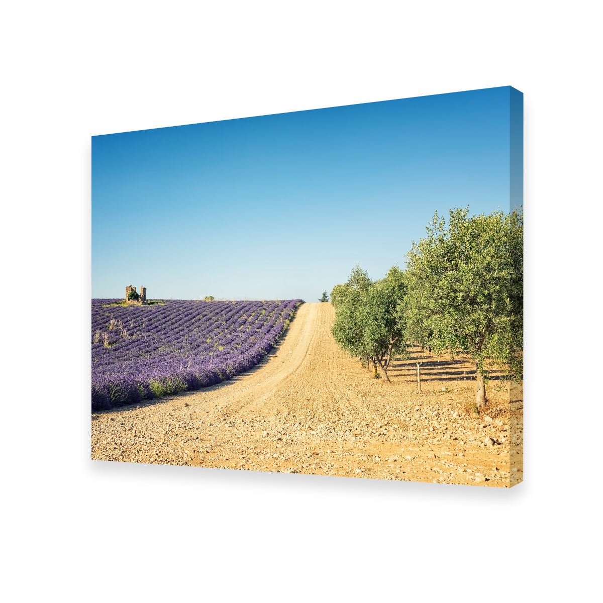 Fields In Provence