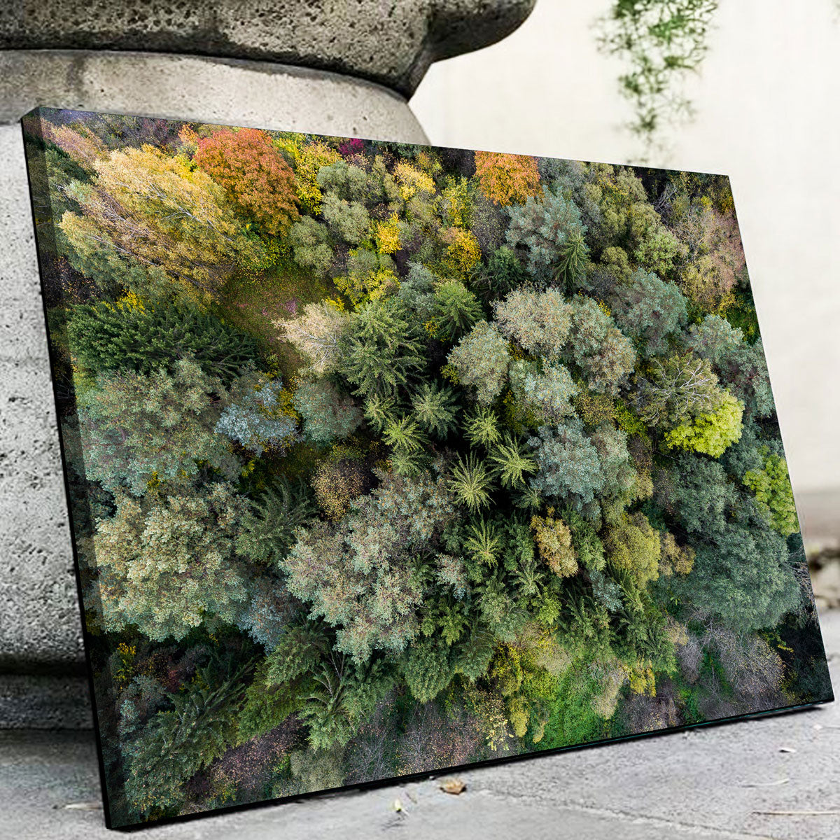 Forest From Above Wall Art