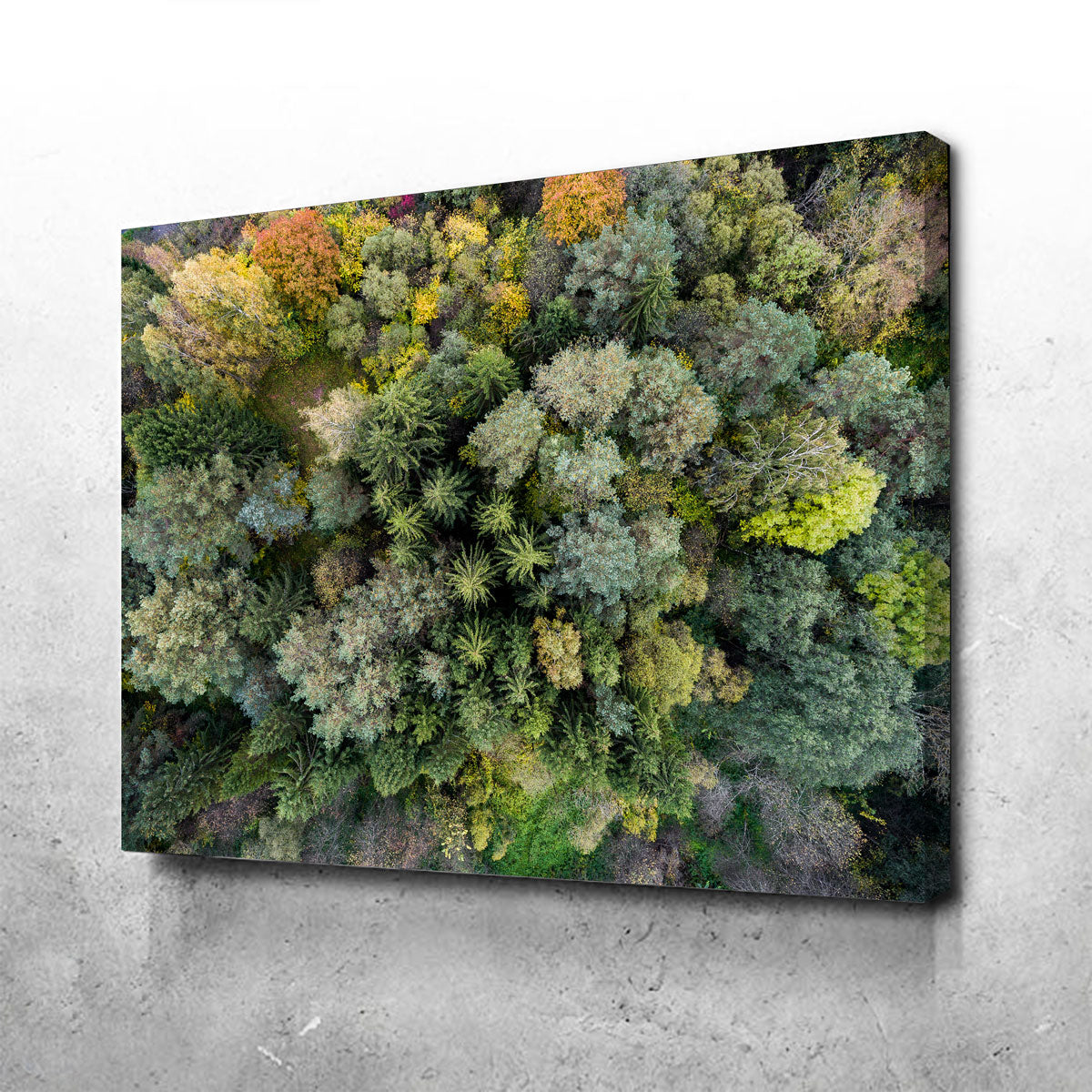 Forest From Above Wall Art