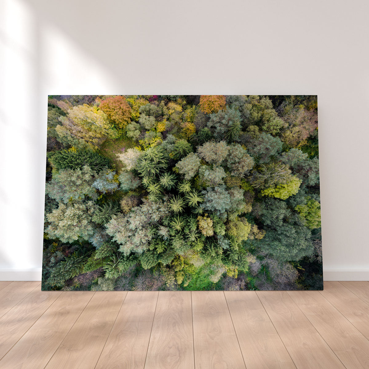 Forest From Above Wall Art
