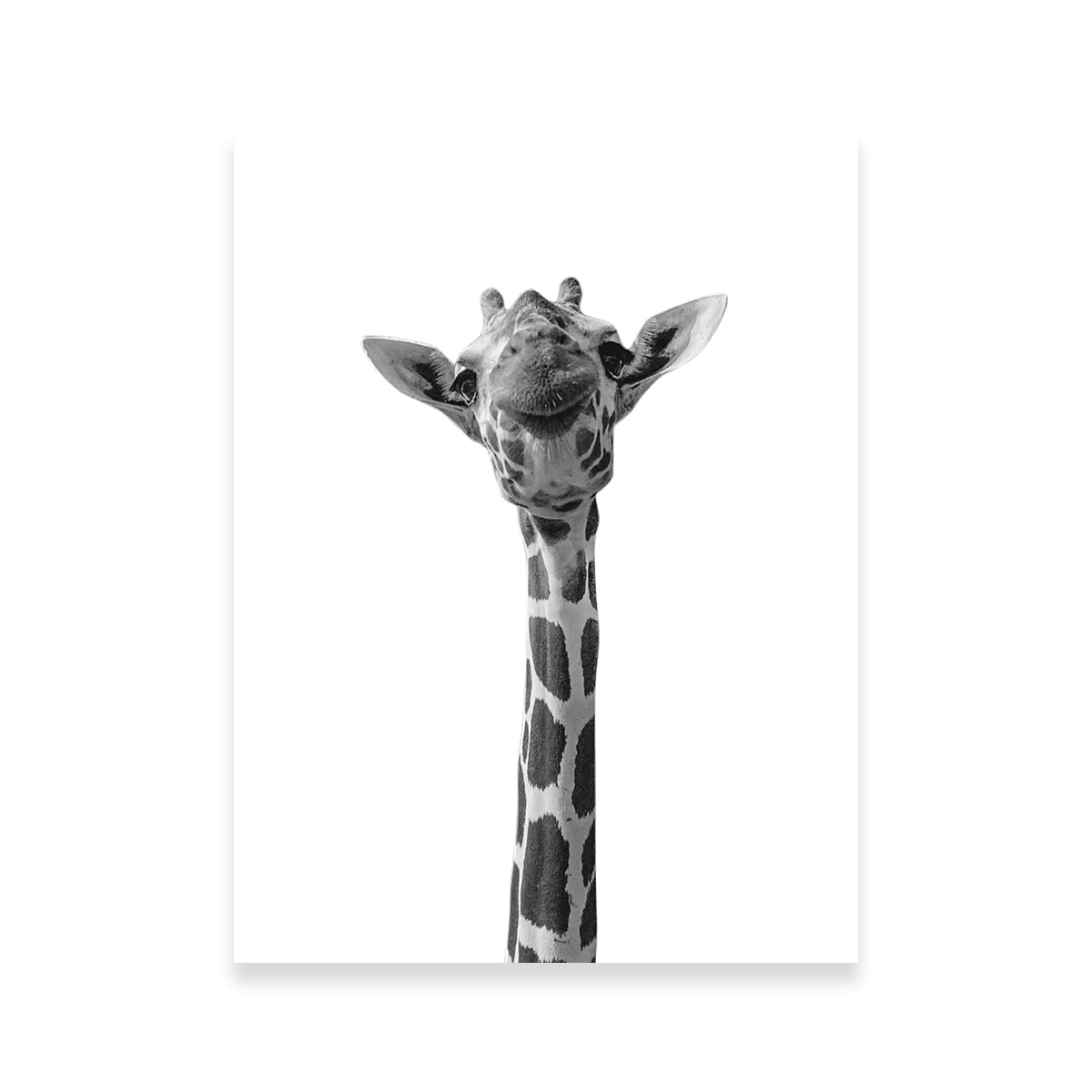 Funny Giraffe Wall Art