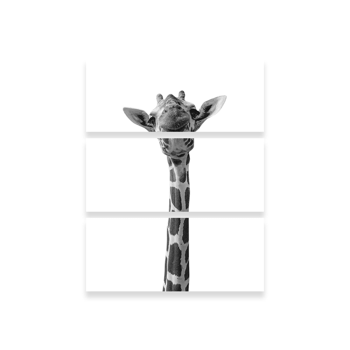 Funny Giraffe Wall Art