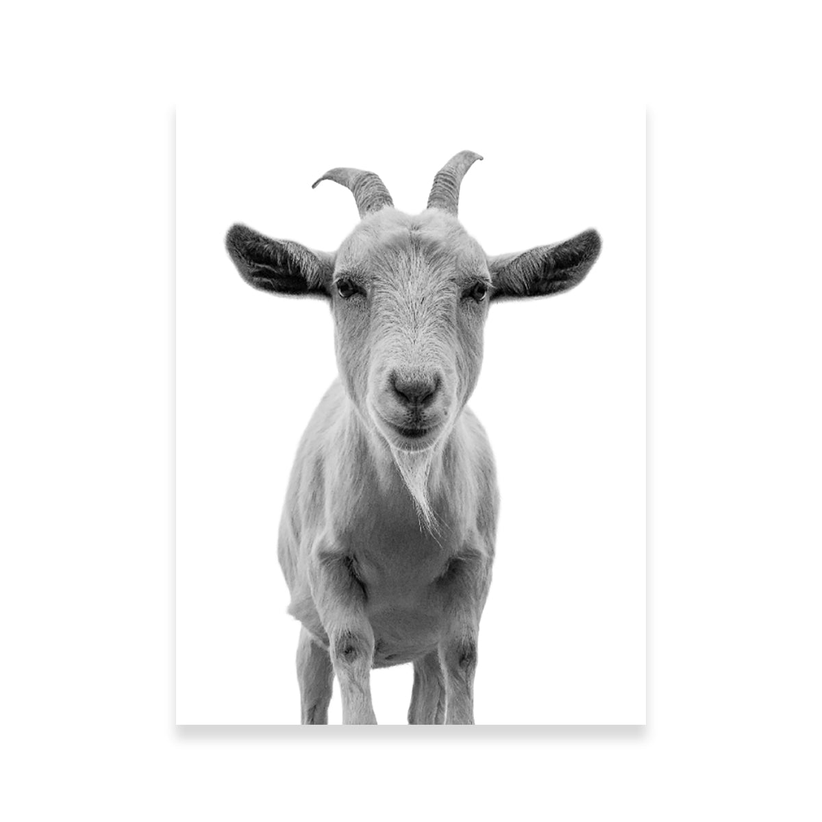 Funny Goat Wall Art