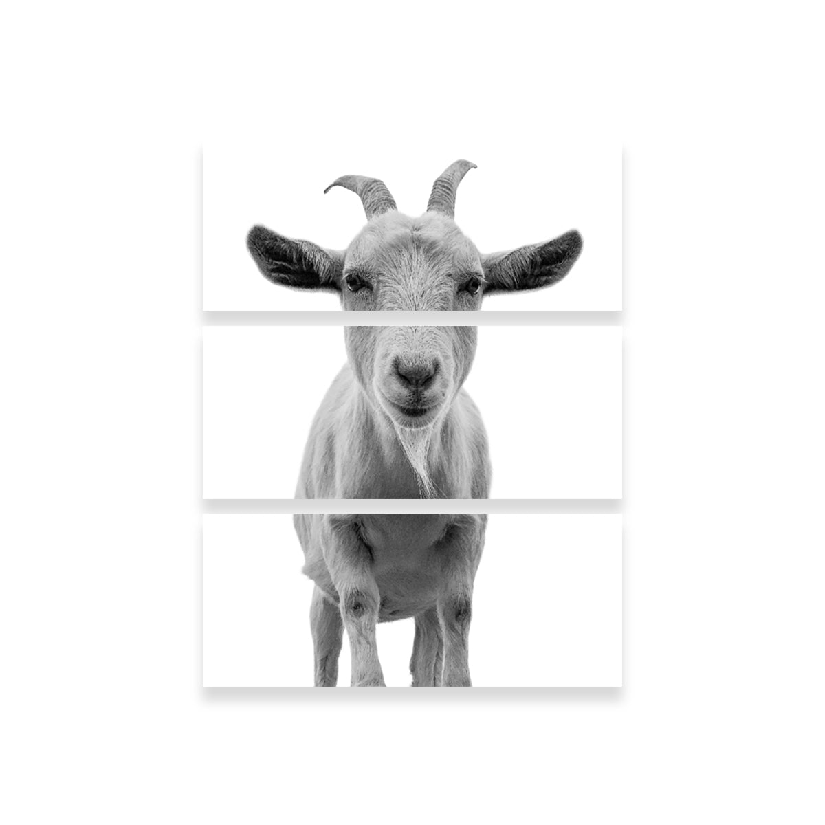 Funny Goat Wall Art