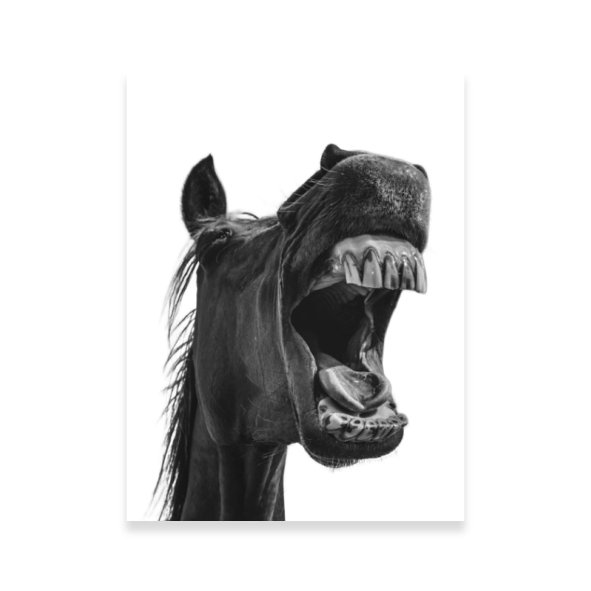 Funny Horse Wall Art