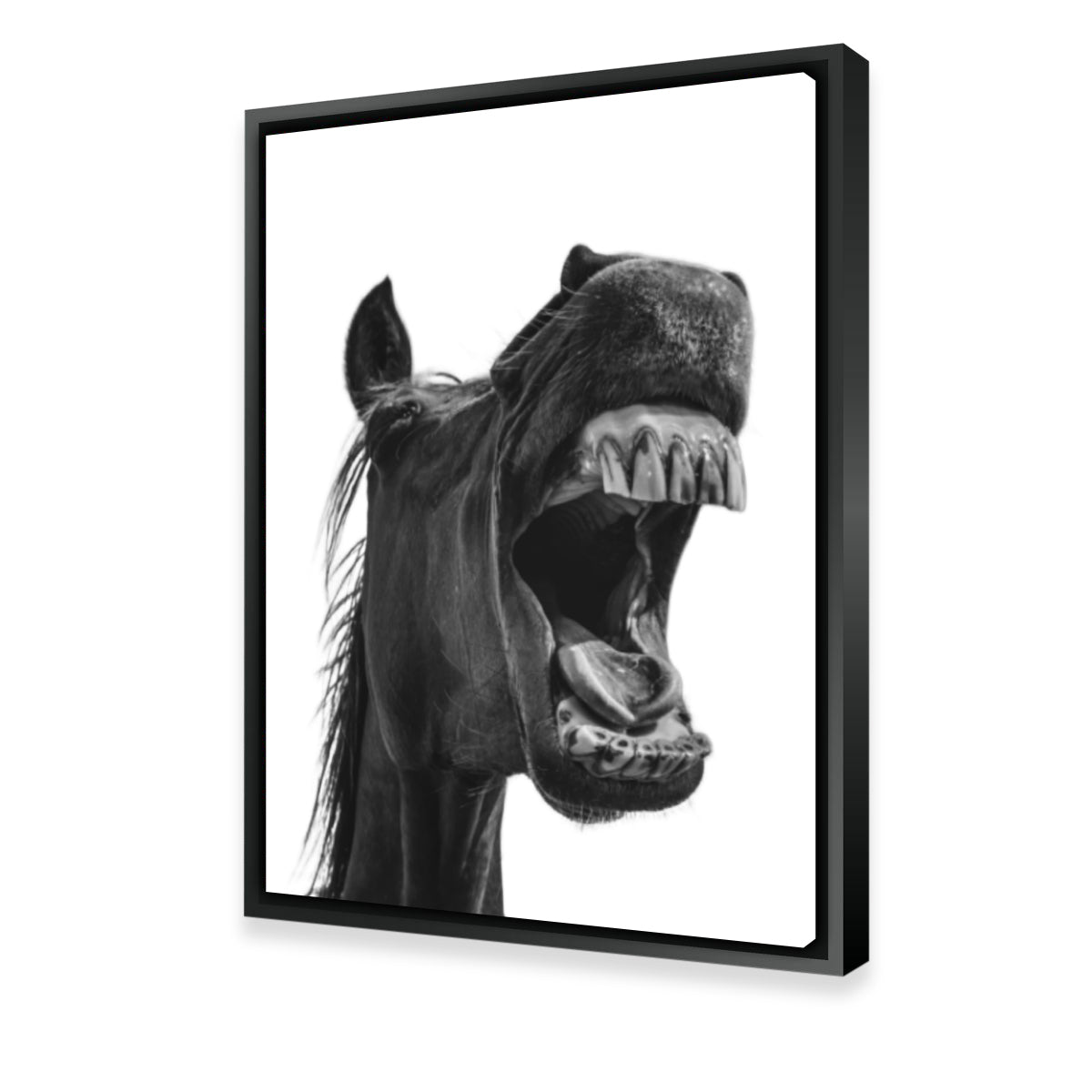Funny Horse Wall Art