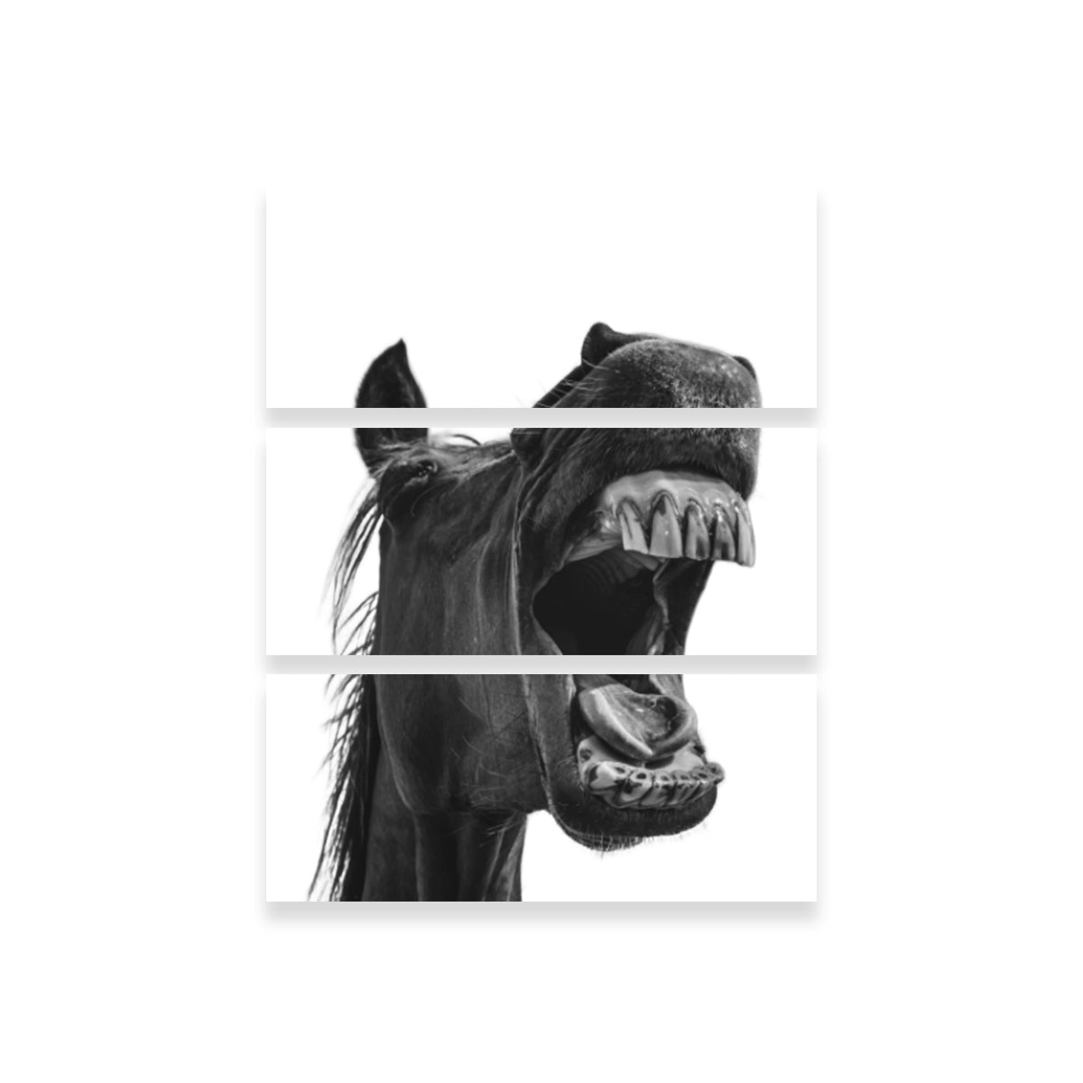 Funny Horse Wall Art