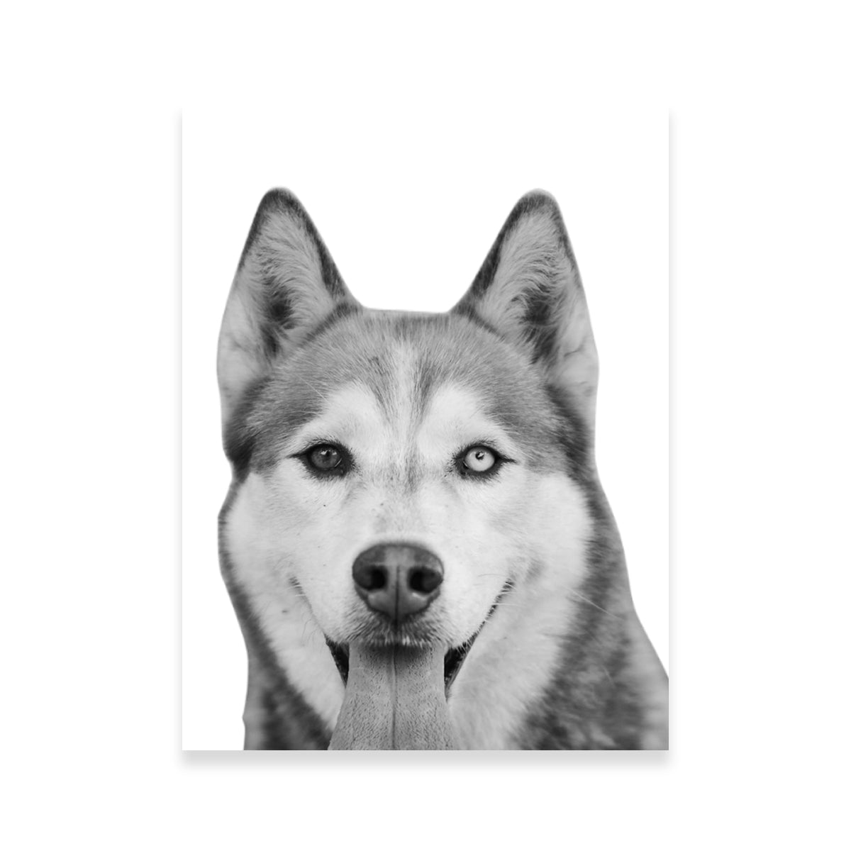 Funny Siberian Husky Wall Art