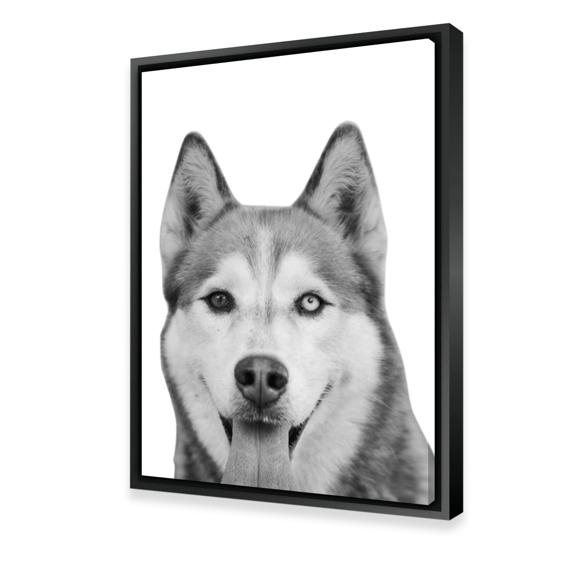Funny Siberian Husky Wall Art