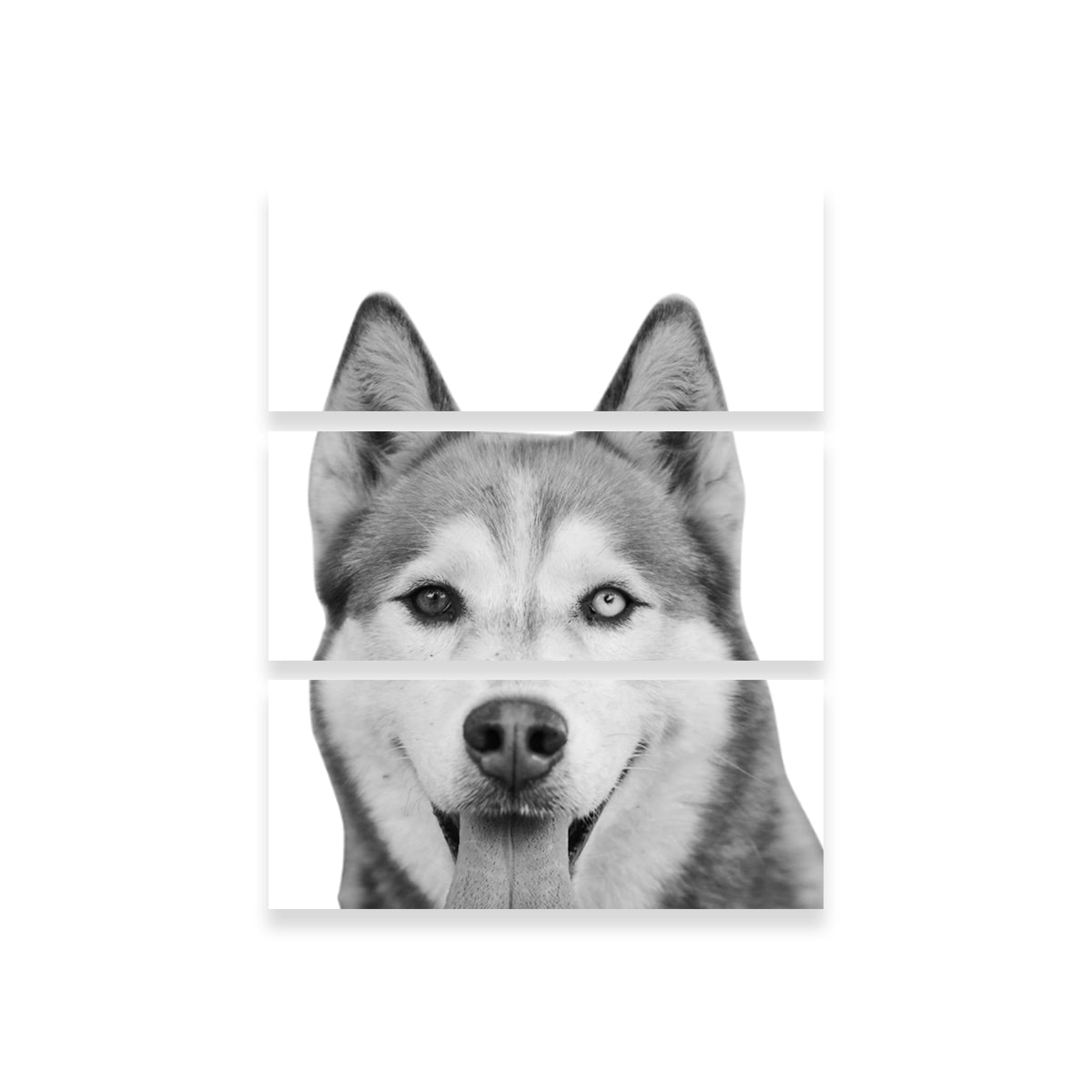 Funny Siberian Husky Wall Art