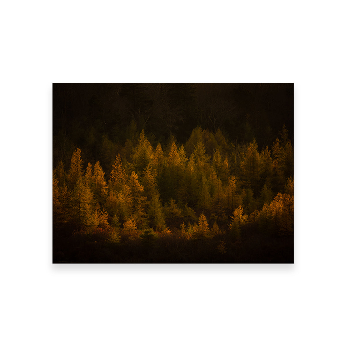 Golden Slumber Wall Art