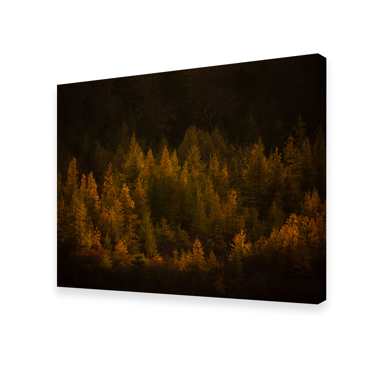 Golden Slumber Wall Art