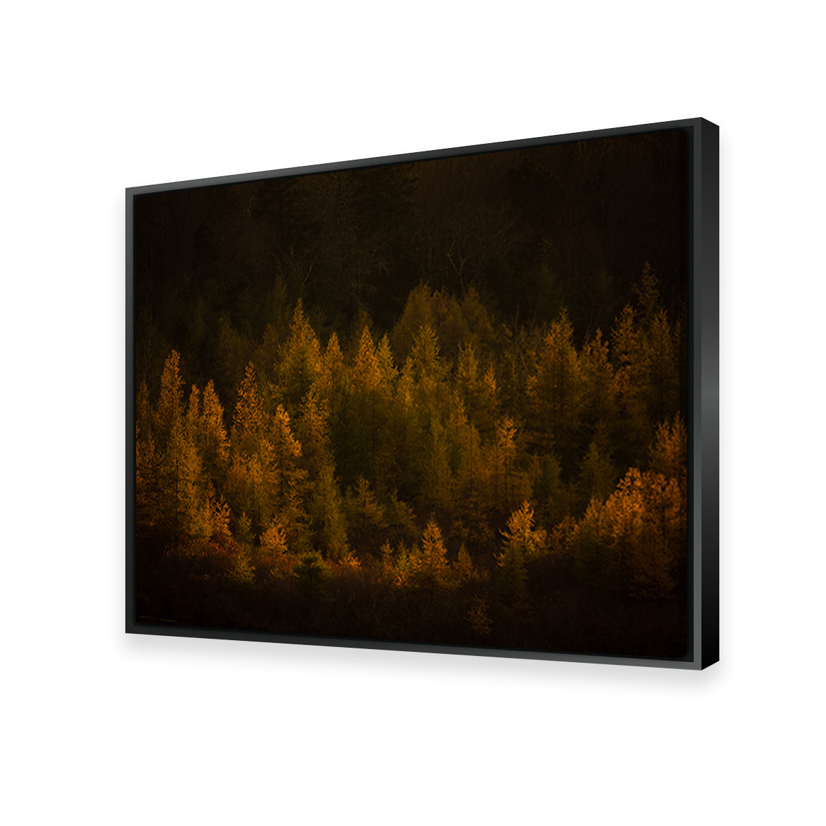 Golden Slumber Wall Art