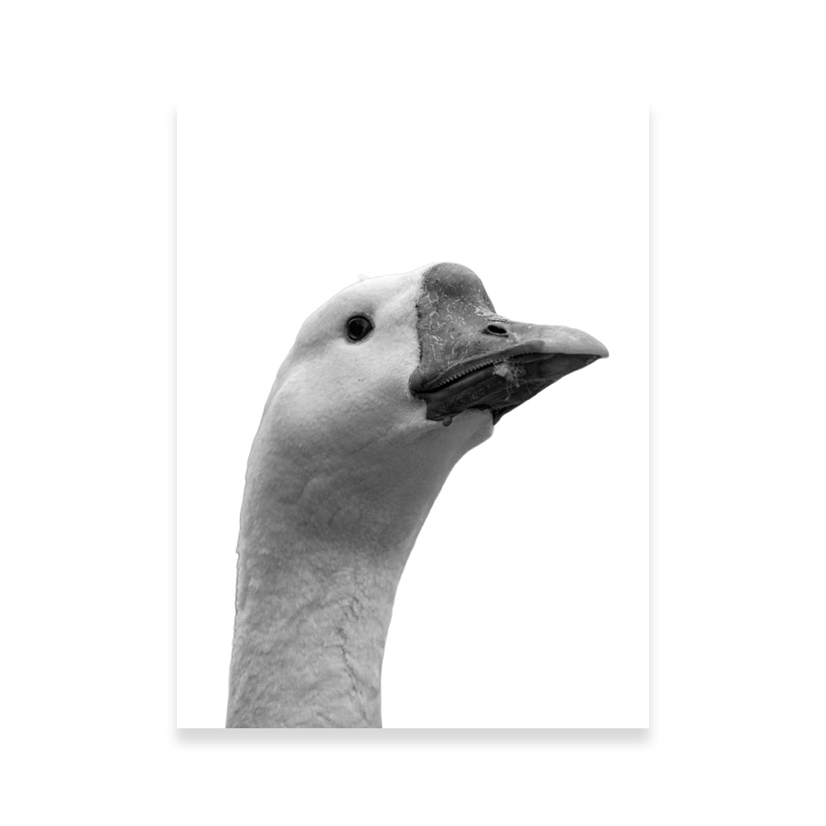 Goose Head Wall Art