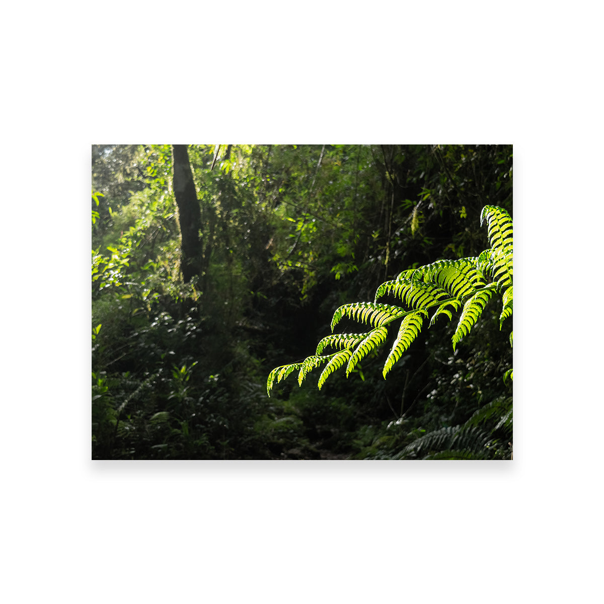 Green Samambaia Wall Art
