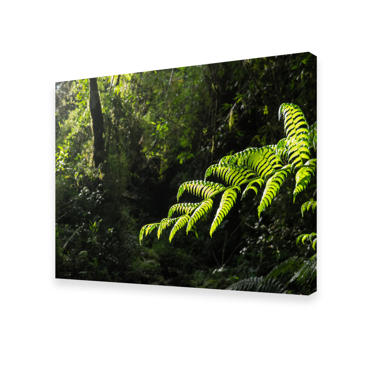 Green Samambaia Wall Art