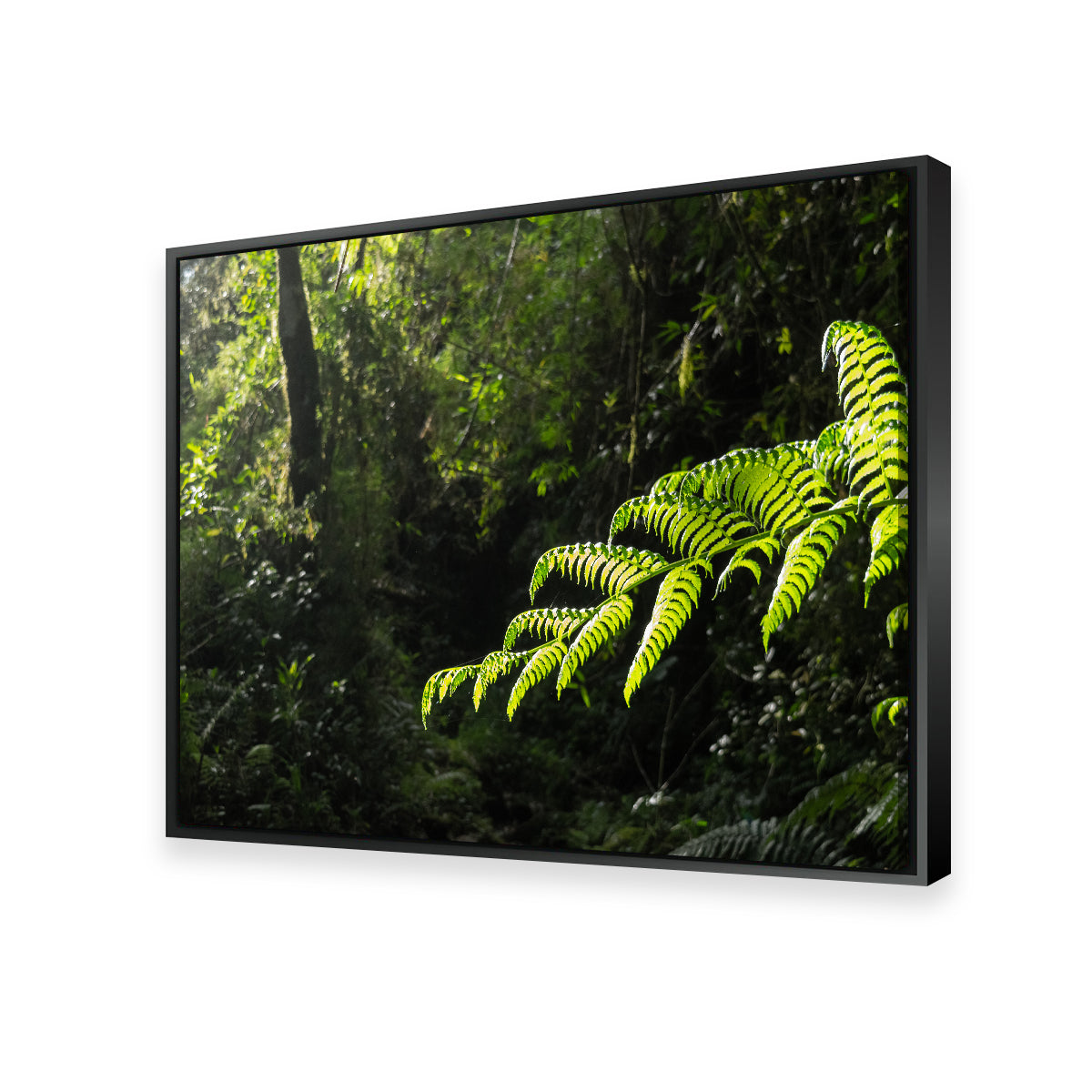 Green Samambaia Wall Art