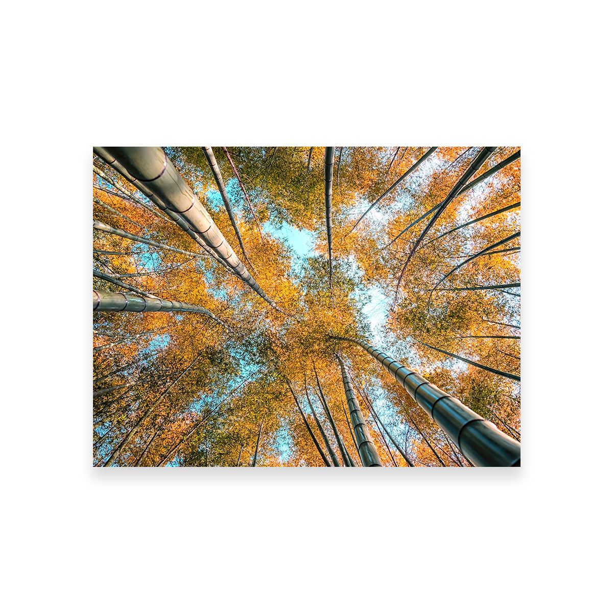 Into The Grove Wall Art