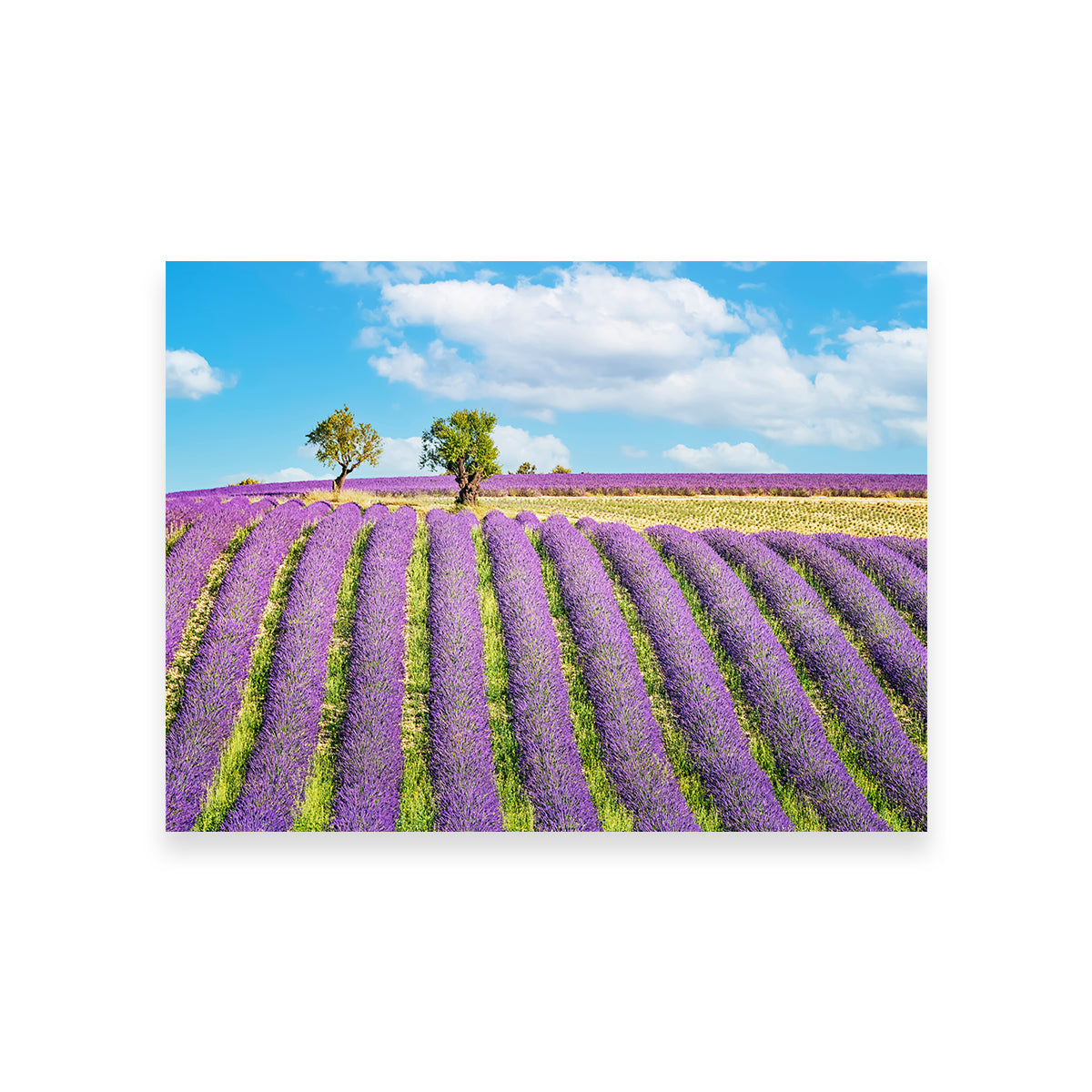 Lavender Field Wall Art