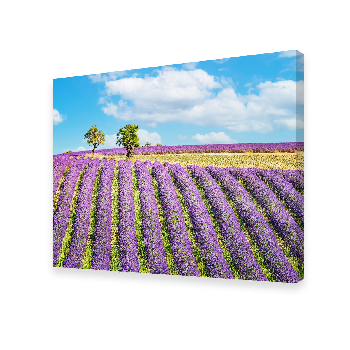 Lavender Field Wall Art