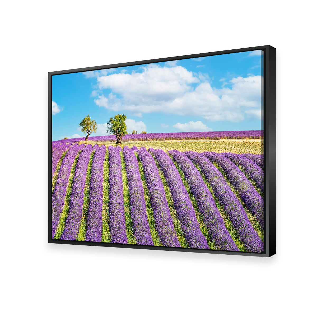 Lavender Field Wall Art