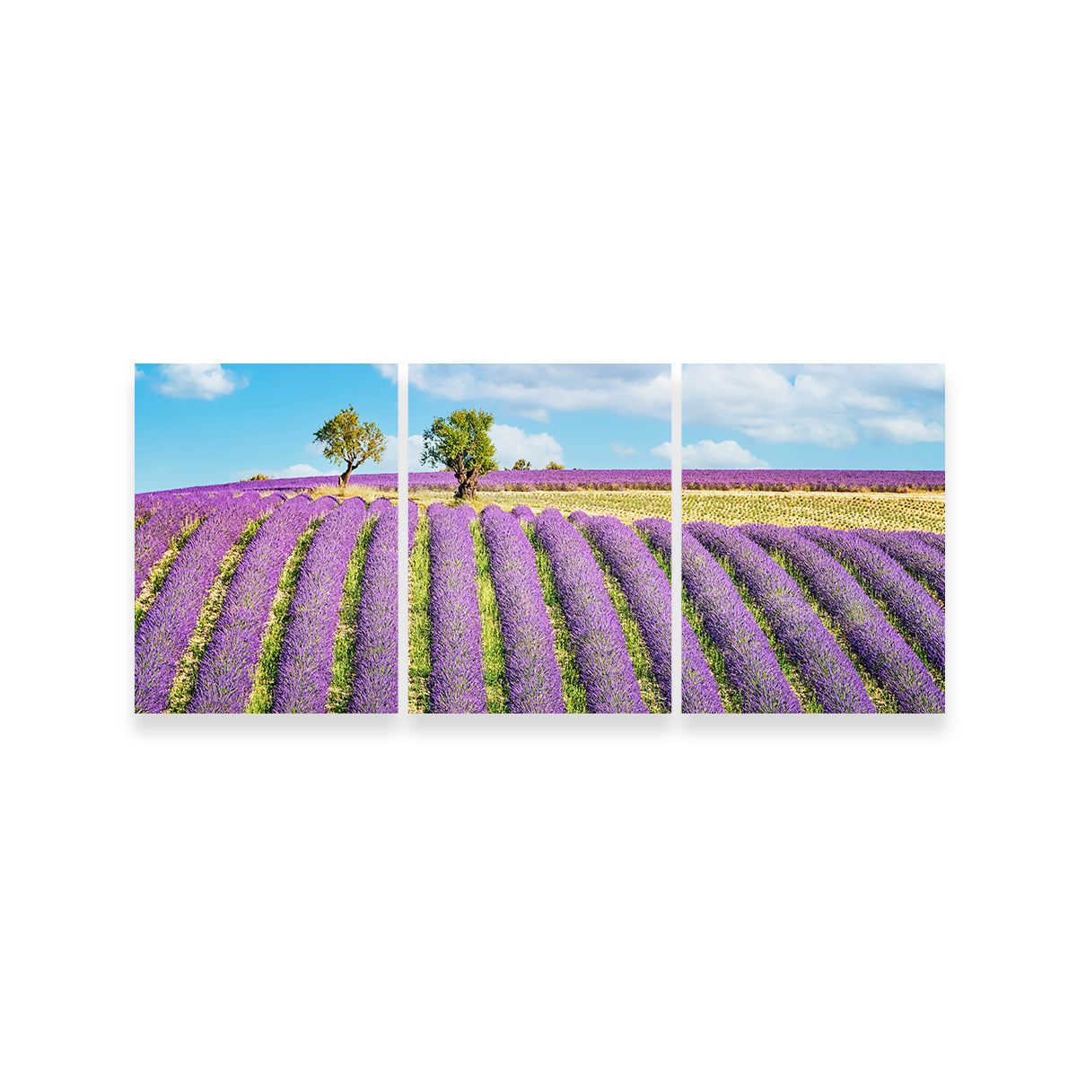 Lavender Field Wall Art