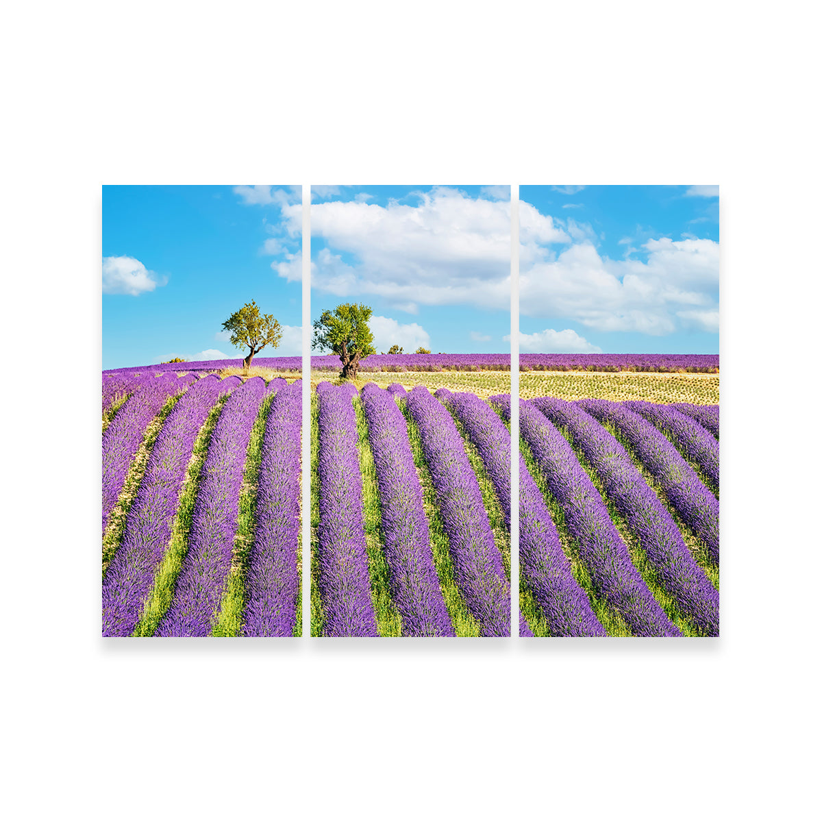 Lavender Field Wall Art