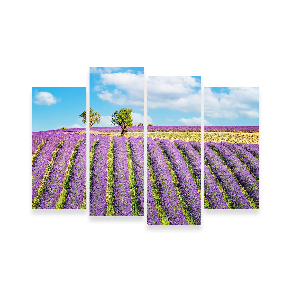 Lavender Field Wall Art