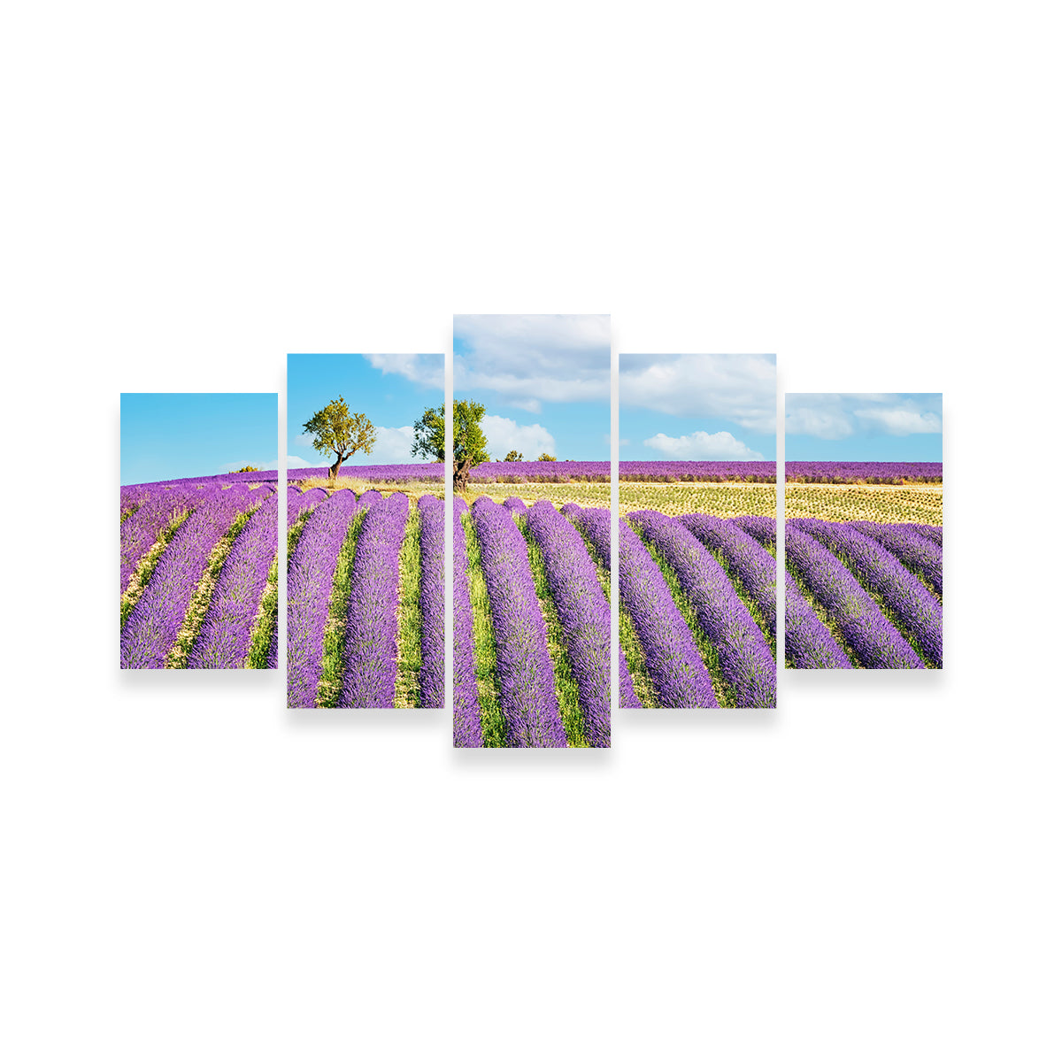 Lavender Field Wall Art