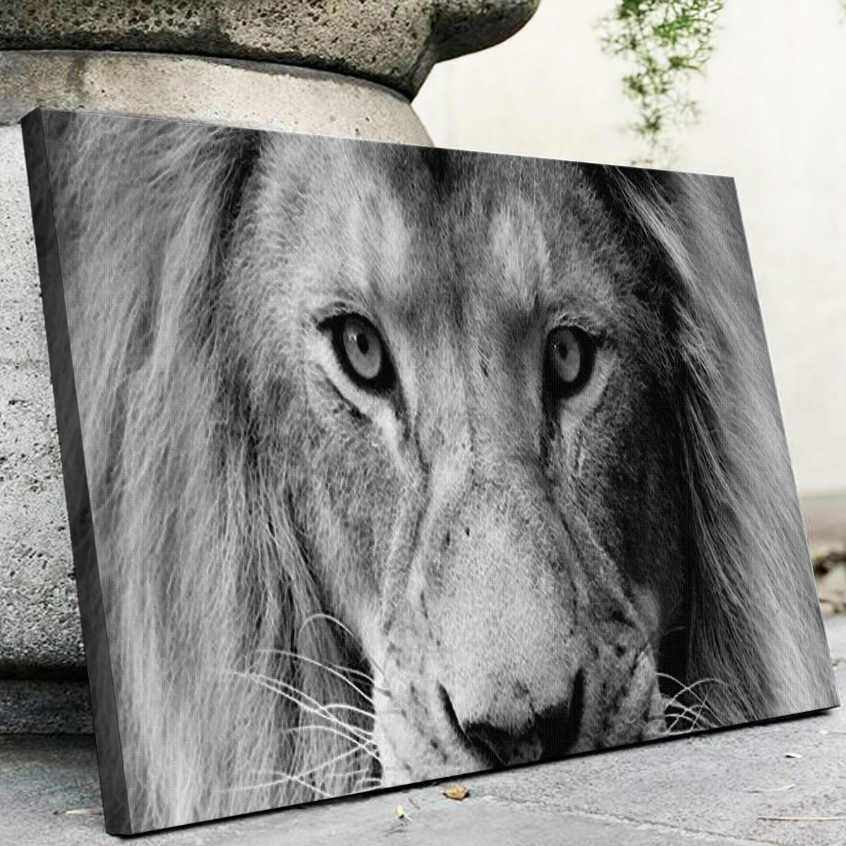 Lion Canvas Set