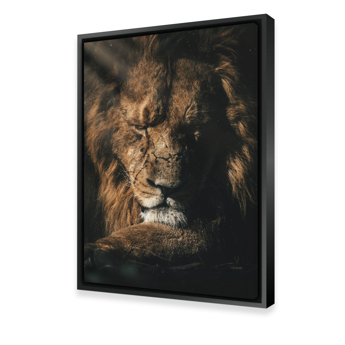 Lion Sleeping Wall Art