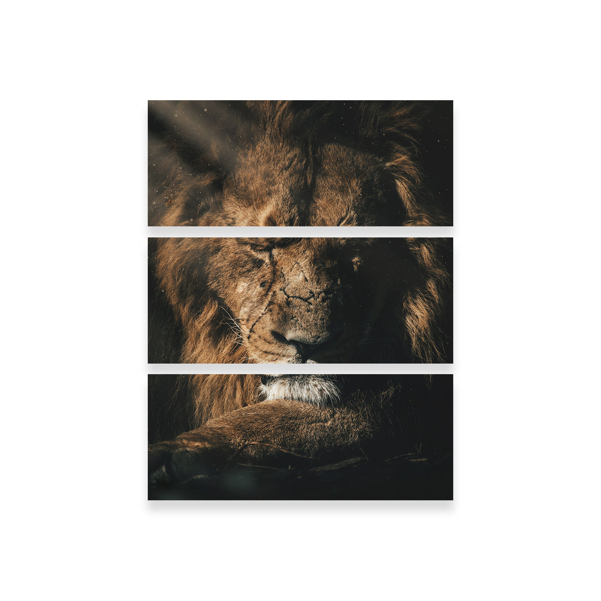 Lion Sleeping Wall Art