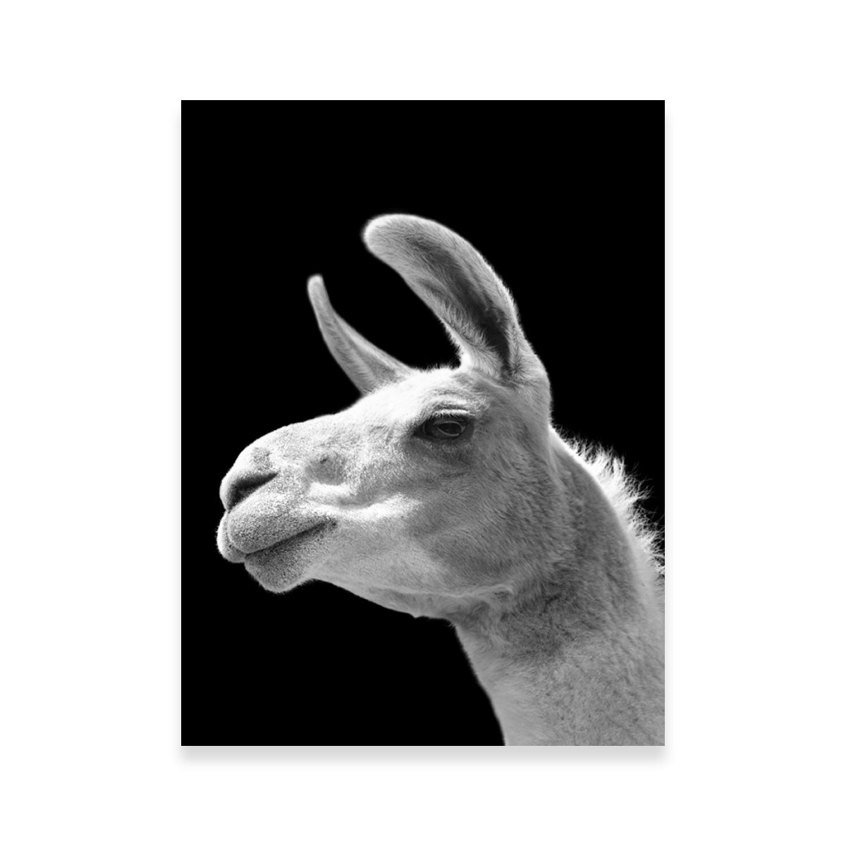 Llama Wall Art