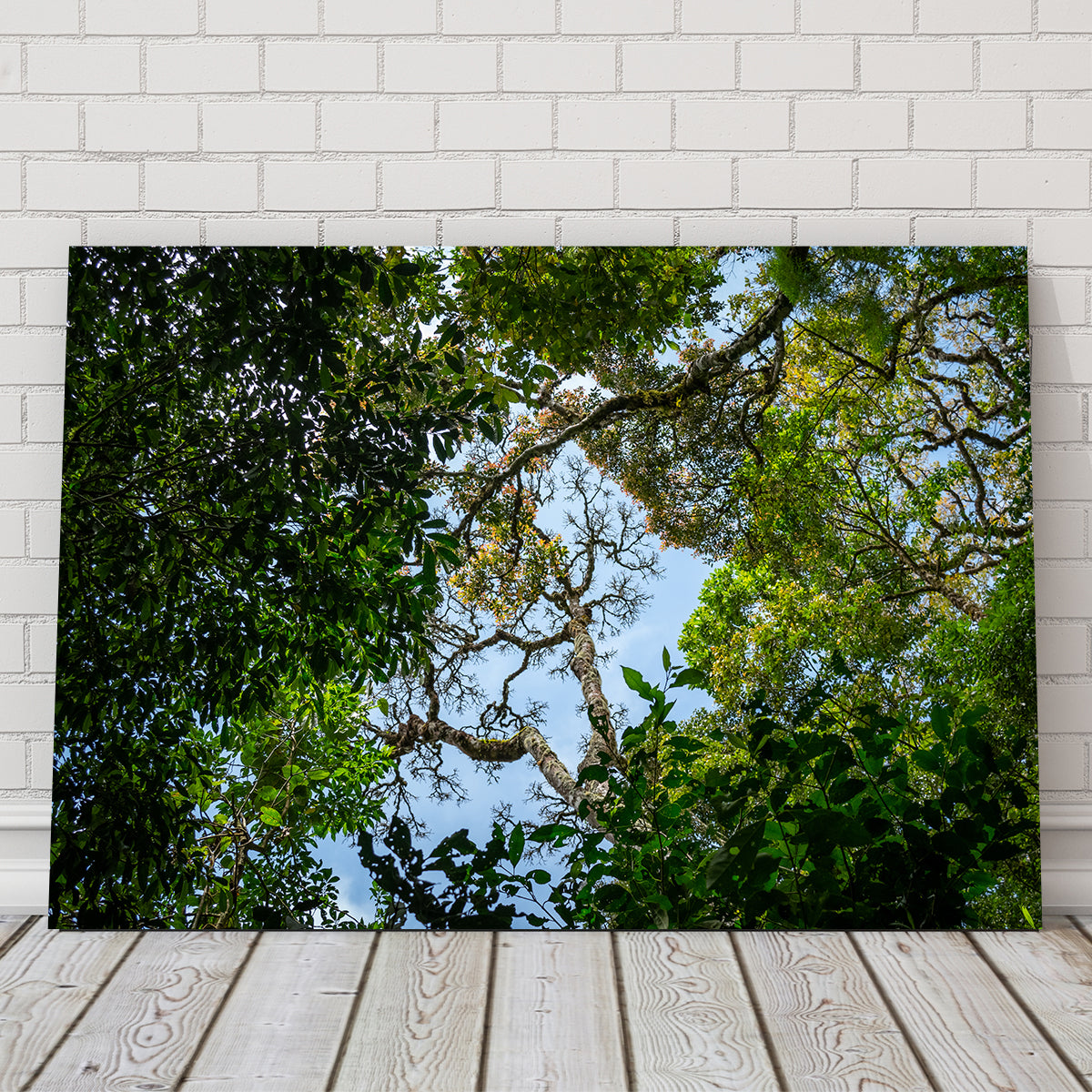 Look Up in the Forest Wall Art