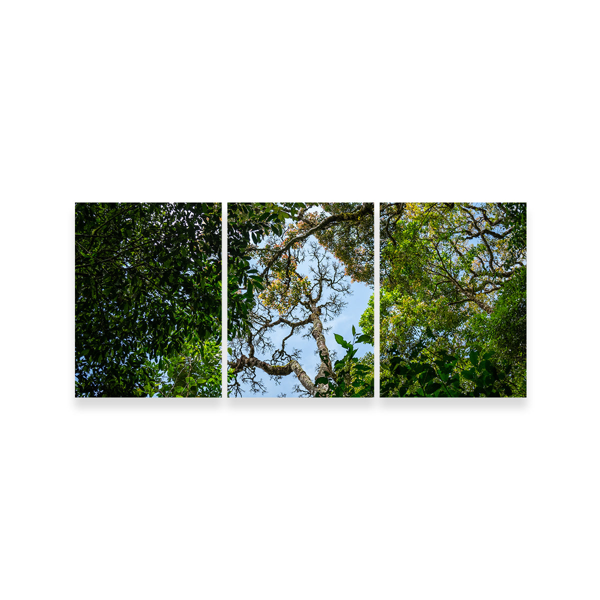 Look Up in the Forest Wall Art