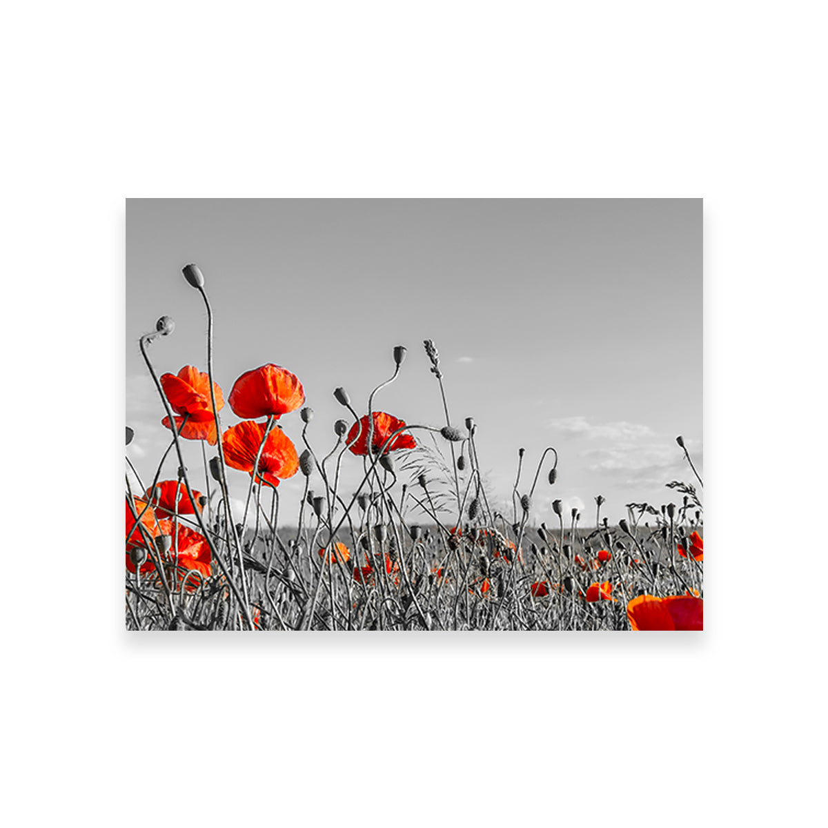 Lovely Poppy Field Wall Art