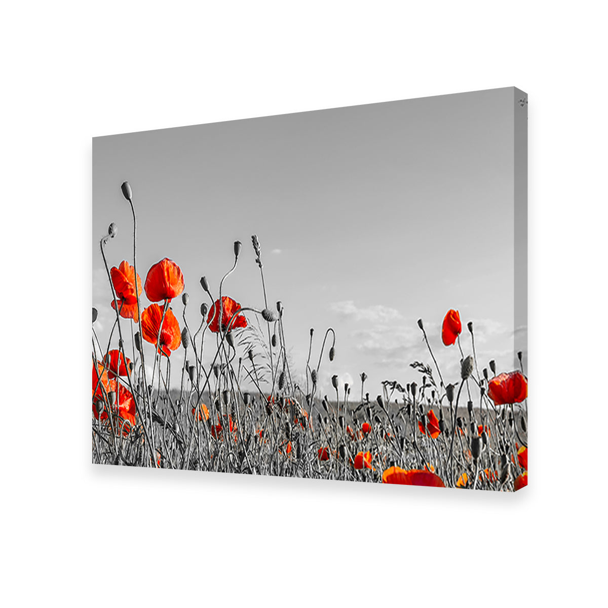 Lovely Poppy Field Wall Art