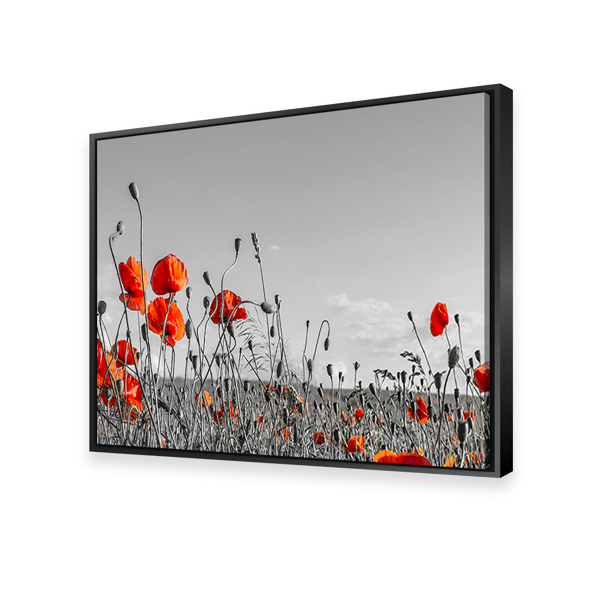 Lovely Poppy Field Wall Art