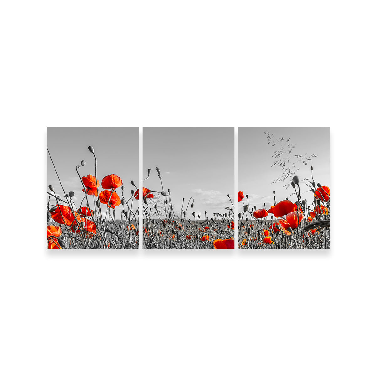 Lovely Poppy Field Wall Art