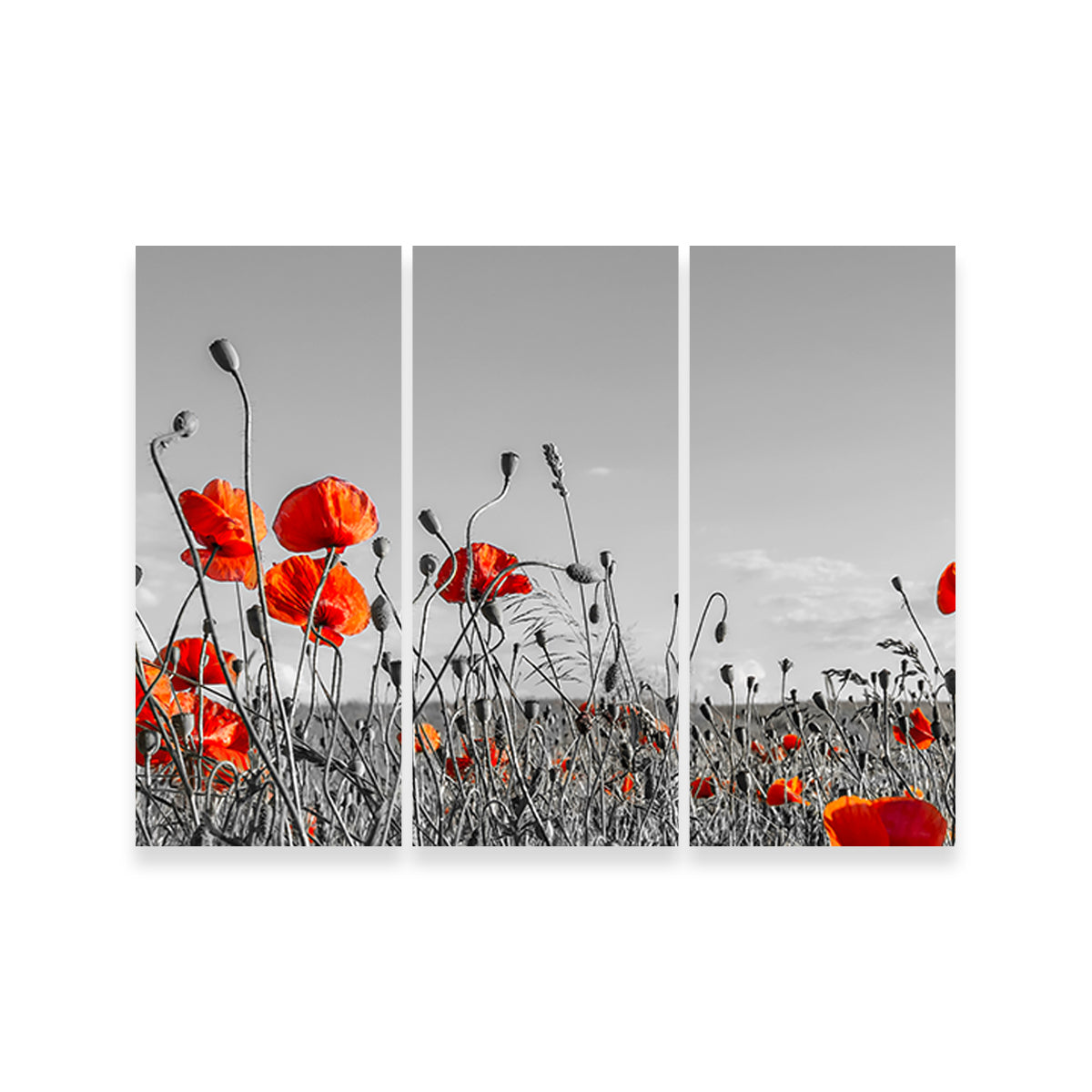 Lovely Poppy Field Wall Art