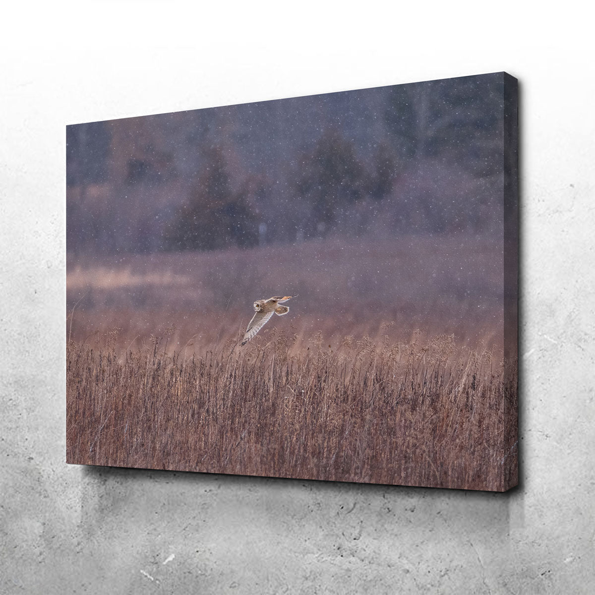 Owl in the Snow Wall Art