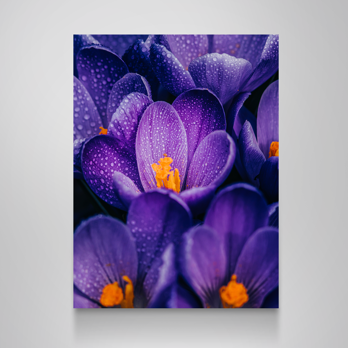 Pollen Purple Wall Art
