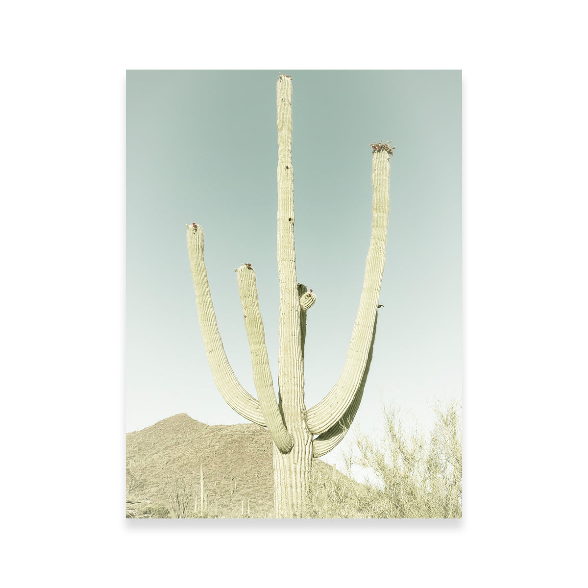 Saguaro National Park Giant Saguaro Wall Art