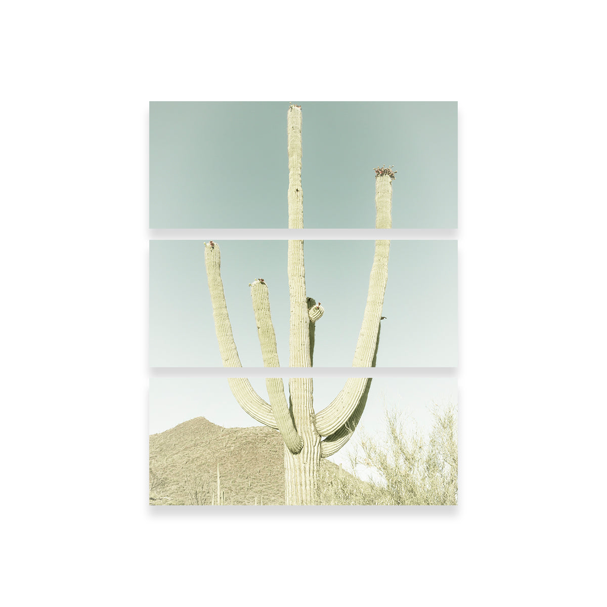Saguaro National Park Giant Saguaro Wall Art
